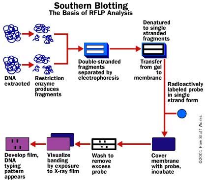 Séquence de reconnaissance d'ADN