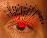 periocular: eyebrown