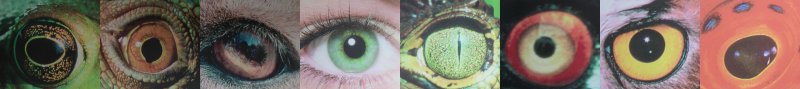 iris
