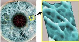 structure de l'iris