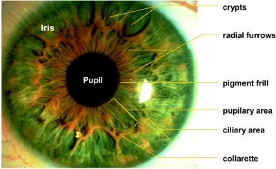 iris