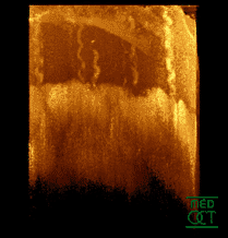 fingerprint sensing optical coherence tomography